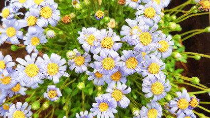 Soft focus, Blue daisy, Spring and summer flowers in the garden nature background, flowers against a background of flowers.