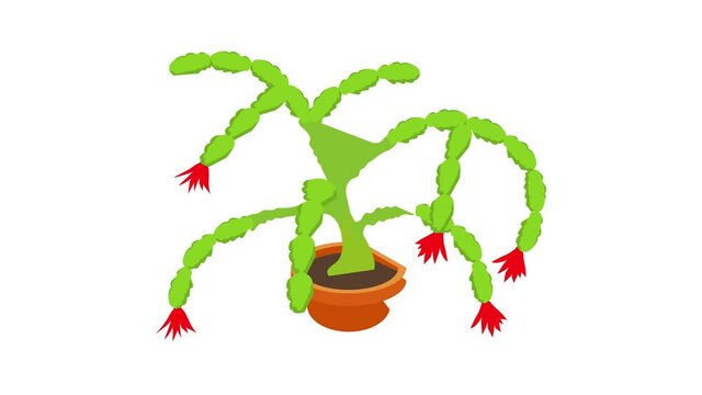 Christmas cactus icon animation best cartoon object on white background