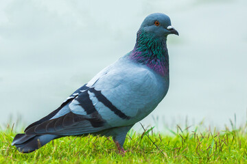 Pigeon bird on the green grass standing.