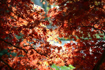 Roter Ahorn im Herbst