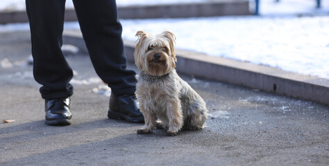 small homeless shaggy dog in the park