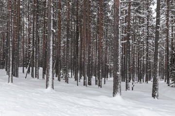 Winter snowy pine forest with snow covering the ground and some tree branches