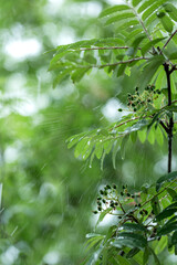 Summer rain drops falling on green leaves