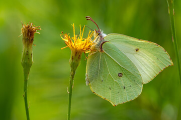 Close up of a brimstone butterfly on a yellow flower