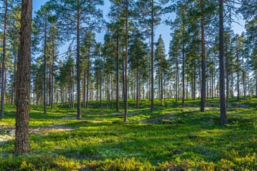Beautiful pine forest with a green forest floor in beautiful morning sunlight