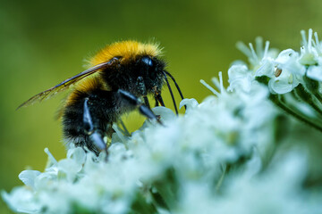 Close up of a furry bumblebee on a white flower