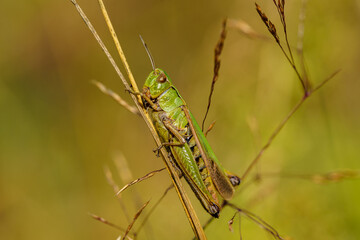 Close up of a green grasshopper sitting on a straw of grass