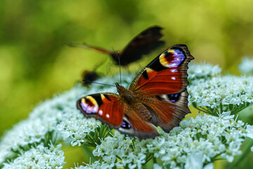 Close up of a peacock butterfly on a large white flower