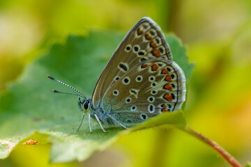 Close up of a blue wing butterfly on a green leaf