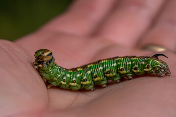 Close up of a Pine hawk moth caterpillar sitting in my hand