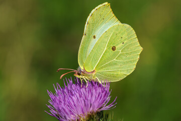 Close up of a brimstone butterfly on a pink flower
