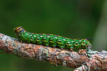 Close up of a Pine hawk moth caterpillar