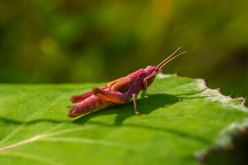 Close up of a pink grasshopper sitting on a green leaf