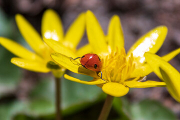 Red beetle on yellow flowers, close-up. Spring