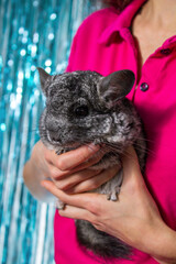Woman holding a cute chinchilla in her hands, close-up