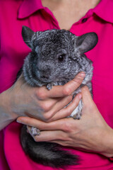 Woman holding a cute chinchilla in her hands, close-up