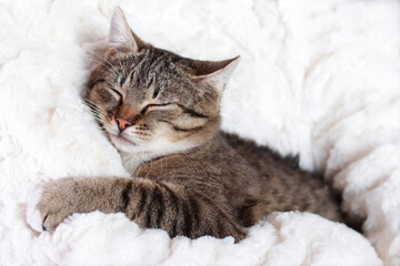 Little cute Cat lying on white fur and resting. Gray Kitten close up. Pet care concept. Kitten lying on a white background.Tabby.Portrait of a cat