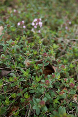 Naklejka na ściany i meble Thymus longicaulis in bloom