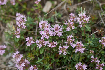 Thymus longicaulis in bloom