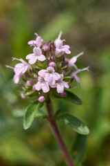 Thymus longicaulis in bloom