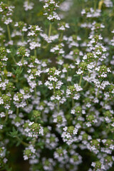 Thymus vulgaris
