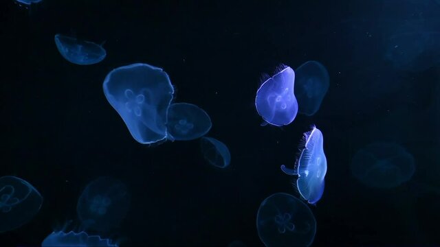 Jellyfish. Mysterious like a fairy translucent Jellyfish.