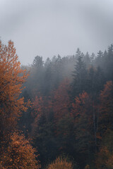 orange moody forest in autumn with fog in the air