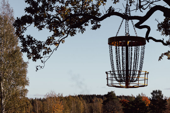 Disc golf basket hanging from oak in the fall.