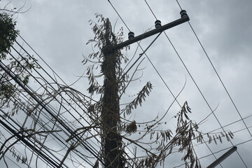 dry dead acacia tree climbing on electric pole and wire after pruning on sky background