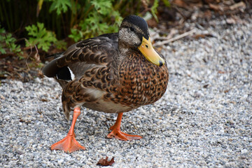 duck