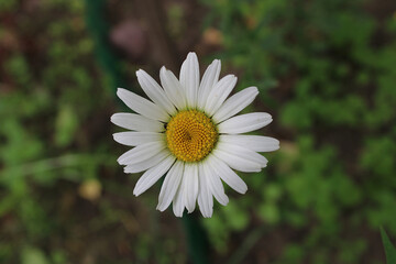 Obraz premium chamomile