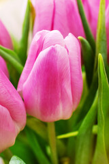 Naklejka premium Pink tulip. Close up. Holiday background.