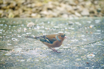 a male chaffinch (Fringilla coelebs) dining on bird feed scattered on garden patio slabs