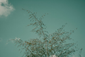 tree in the water blue sky. Minimalism