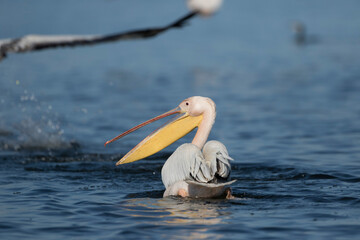 Rosapelikan (Pelecanus onocrotalus)