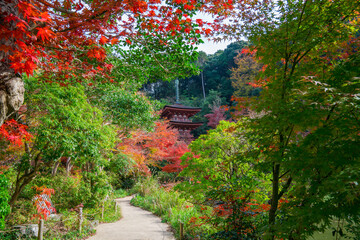 京都　浄瑠璃寺（じょうるりじ）の三重塔と紅葉