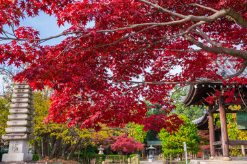 京都　乙訓寺（おとくにでら）の紅葉