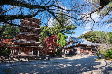 京都　海住山寺（かいじゅうせんじ）の五重塔と本堂　紅葉