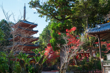 Fototapeta premium 京都 海住山寺（かいじゅうせんじ）の五重塔と紅葉