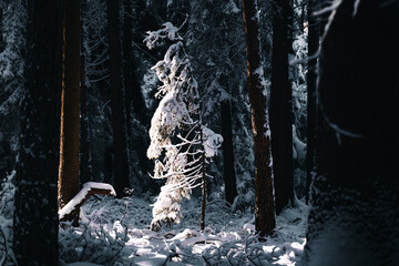 winter forest with frozen woods and snow flakes on the ground 