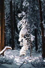 winter forest with frozen woods and snow flakes on the ground 