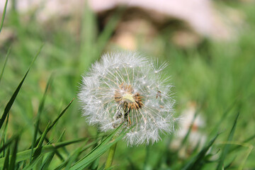 daflated dandelion on grass