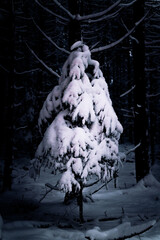 winter forest with frozen woods and snow flakes on the ground 