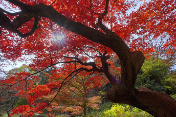 逆光に映える六義園の紅葉