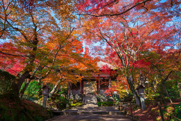 京都　嵯峨野　常寂光寺（じょうじゃっこうじ）の仁王門と紅葉