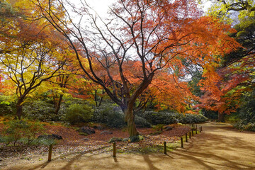 Naklejka premium 紅葉に染まる六義園の遊歩道