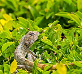 Lizard is lying on a bush