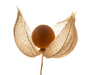 Physalis peruviana. Cape Gooseberry  in the detail