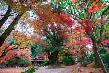 京都　上賀茂神社　睦の木（むつみのき）と紅葉