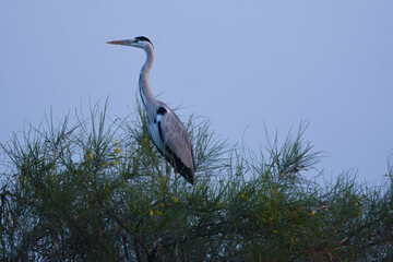 Beautiful Egret Bird Sits On Tree. Wild Water Birds. Wildlife Photography